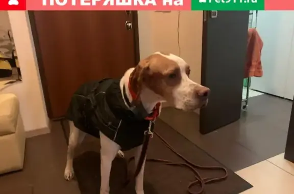 Найдена напуганная собака на Ленинградской улице, Подольск.