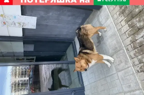 Найдена собака: Финский проезд, 11