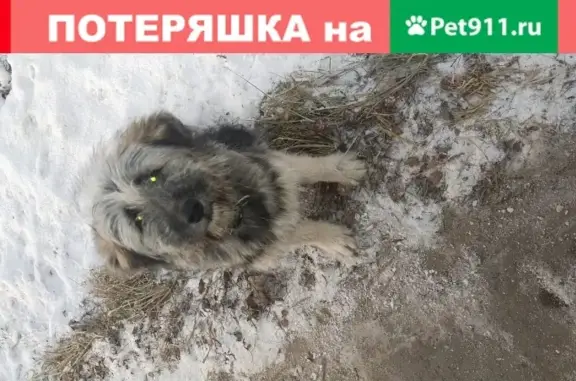 Собака с ошейником найдена в Серпухове