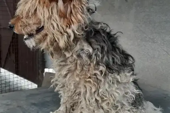 Пропала собака Фокстерьер в Волгодонске.