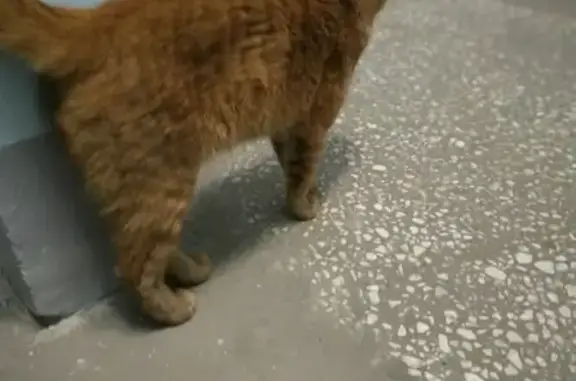 Найдена кошка в 1 подъезде в Ульяновске