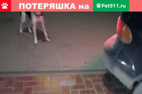 Найдена собака на заправке Лукойл в Новомышастовской