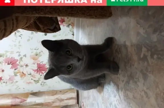 Найдена серая кошка в Иркутске