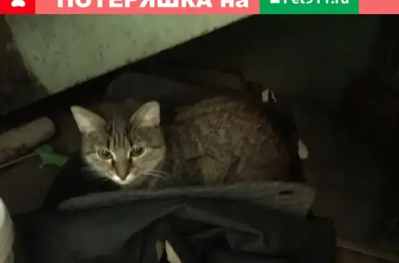 Найдена кошка с ошейником в Москве