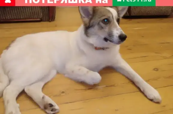Найдена собака в районе 4 поликлиники, Йошкар-Ола
