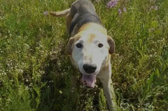 Пропала гончая охотничья собака в Сосновоборском районе, Пенза