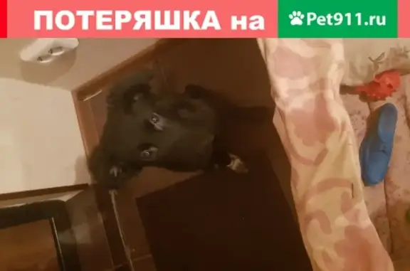 Найден щенок по улице Комиссара Габишева 31 в Казани