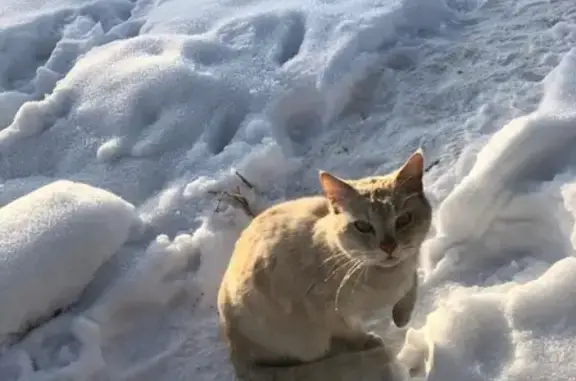 Найдена кошка в деревне Старая Руза, Московская область