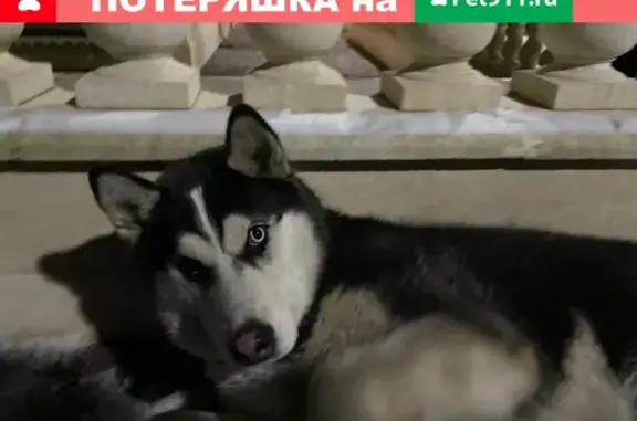 Найдена собака в Москве с красным ошейником