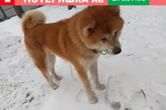 Пропала собака в Быково, вознаграждение.