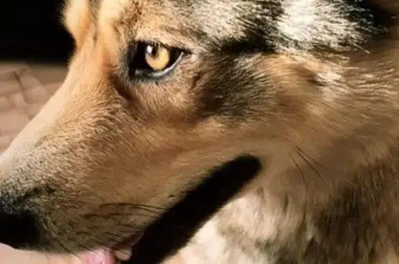 Собака Лайка найдена в Казани
