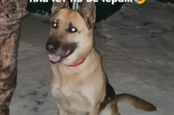 Найдена собака на пр. Ленина, Барнаул