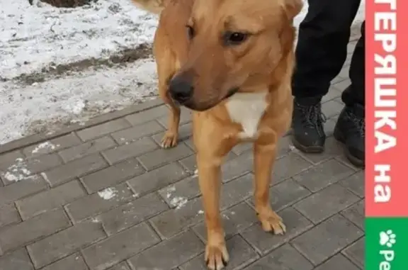 Пропала собака на ул. Артюхиной, Москва