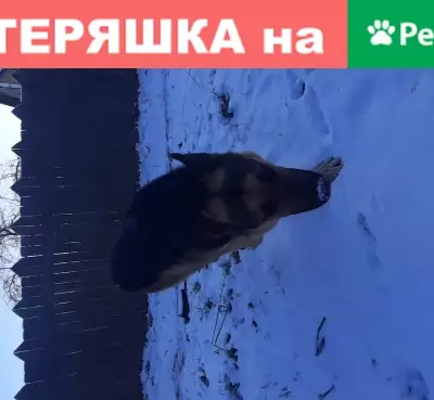Найдена собака в Московской области, рабочий посёлок Нахабино