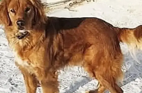 Собака исчезла в Виноградовках Хабаровск
