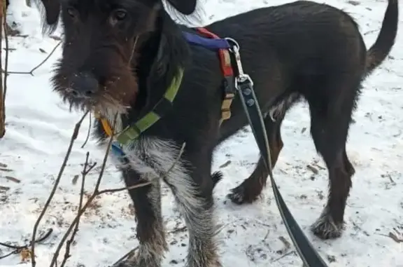 Собака Кабель найдена в Балашихе без амуниции
