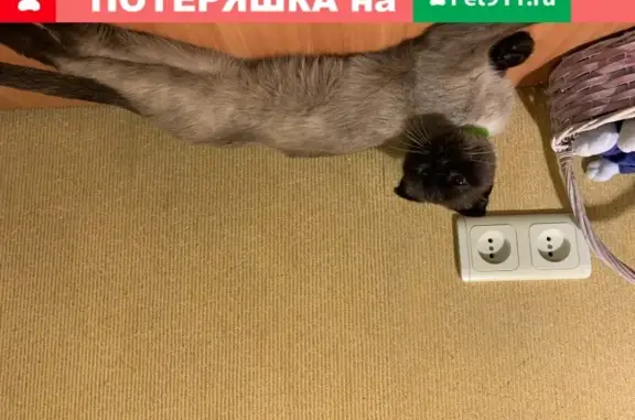 Найдена тайская кошка на пр. Славы, Белгород
