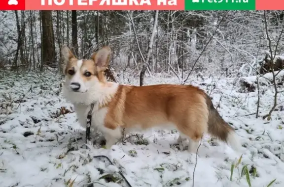 Пропала собака вельш-корги в Москве