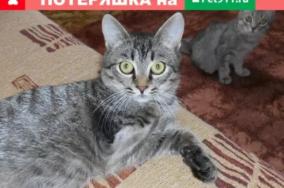 Пропал кот Барсик, инвалид, серый окрас, Волгоград