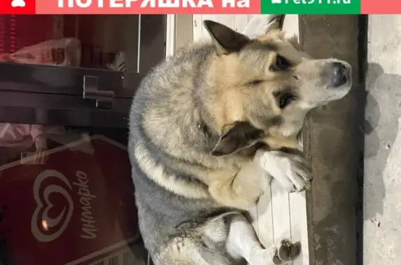 Собака на Вишневом пер. 85б в Сочи