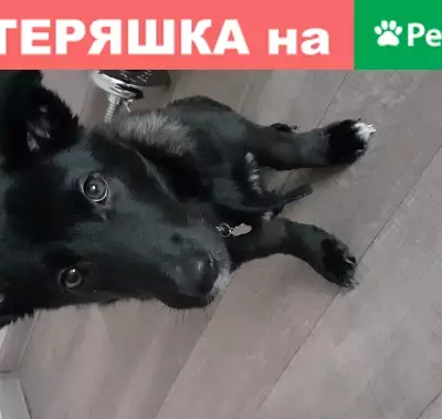Пропала собака Найда в Криводановке