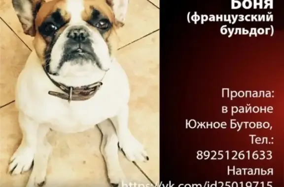 Пропала собака в Южном Бутово, ул. Веневская, д. 19