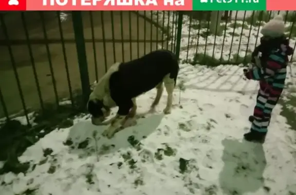 Найдена добродушная собака в Красногорске.