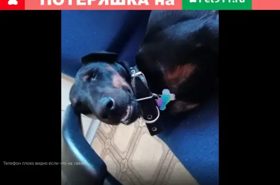 Пропала собака Элона в Видном, Московская область