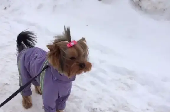 Объявления о пропавших и найденных животных, Анапа, фото: Пропала собака на Астраханской, Южный рынок, 4-летний йорк Джуля в сиреневом комбинезоне.