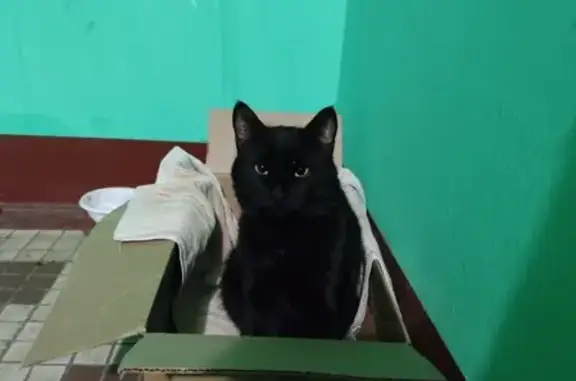 Кошка Черный кот найдена на Новороссийской 10