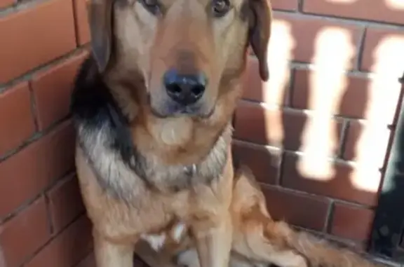 Пропала собака Рамзи на ул. Бородина в Чебоксарах