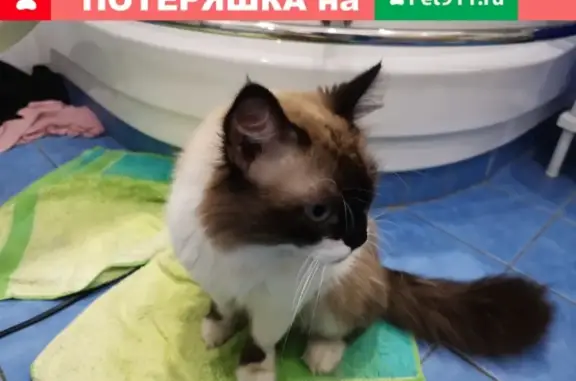 Найдена кошка на ул. Серова в Омске