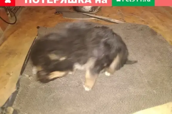 Найдена собака на базе приёма металла в Челябинске