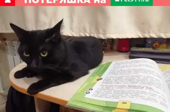Пропал кот в Нововятске, помогите найти!