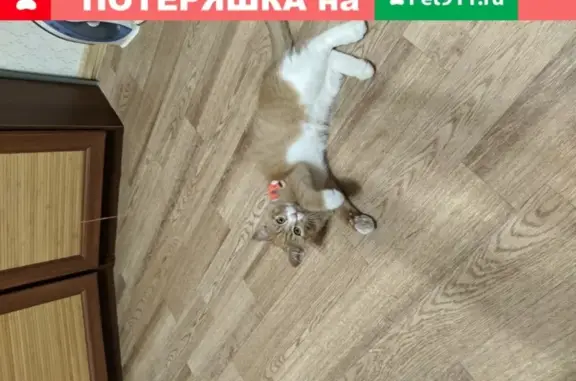 Пропала кошка в Тюмени, 5 мес. мальчик