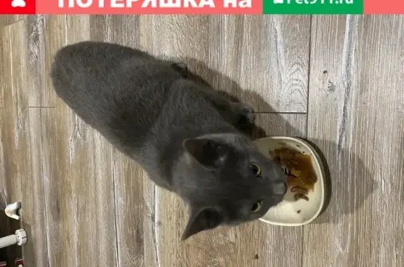 Найден домашний котенок возле станции Перловская в Мытищах