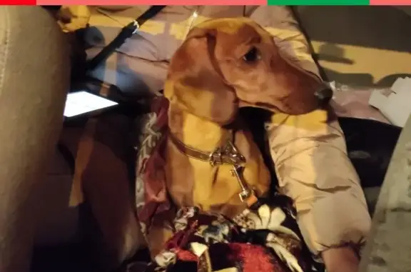 Найдена собака-девочка такса в Волжском