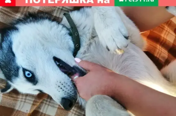 Пропала собака Лаки на Железнодорожной улице, Липецкая область