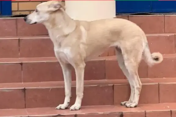 Найдена собака без ошейника в Реутове