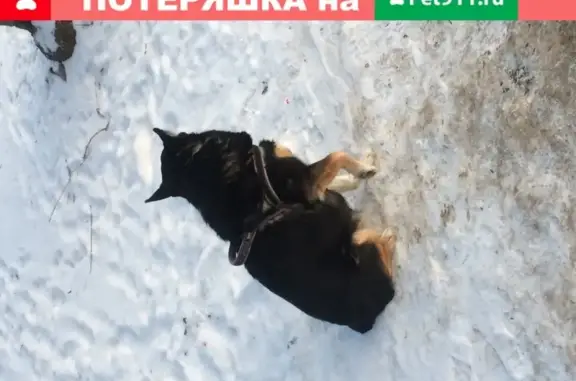 Собака на остановке у магазина Океан в Ижевске