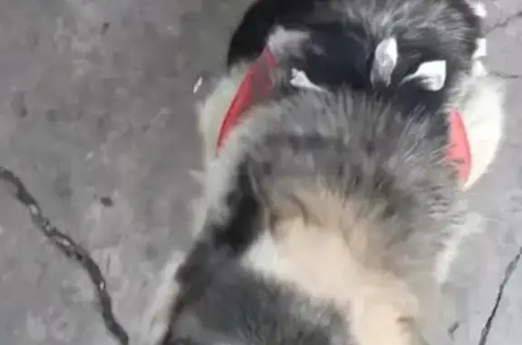 Потерянные животные Омск, фото: Пропала собака Марта с ул. Сазонова, Омск