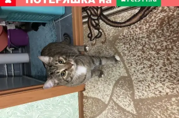 Найден кот на Арктической д7/2 в Тюмени