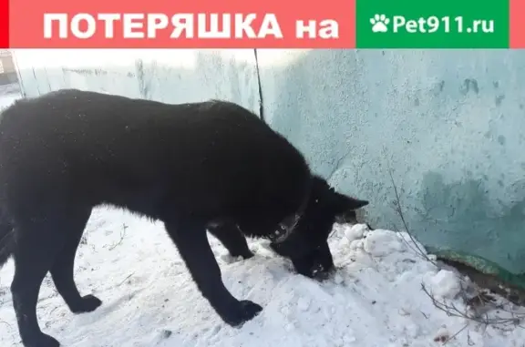 Найдена собака в кооперативе Красная Звезда, Зябликово, Москва