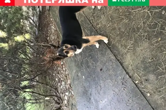 Найдена собака в районе Софрино, метис восточно-европейской овчарки