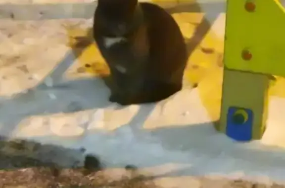 Найдена кошка Мальчик в Москве