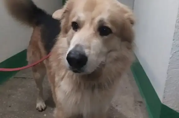 Собака с красным ошейником и поводком найдена в Мурманске