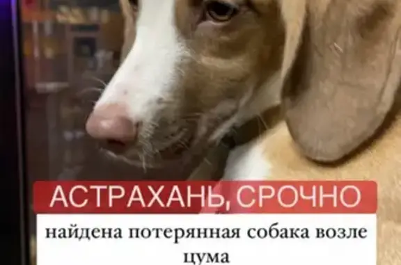 Найдена маленькая собака в Астрахани: бигль Собчака