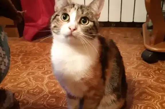Пропала кошка в Кузьминках, Юеых Ленинцев, 117