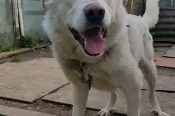 Пропала белая собака в Обнинске, ул. Лейпунского, 2.