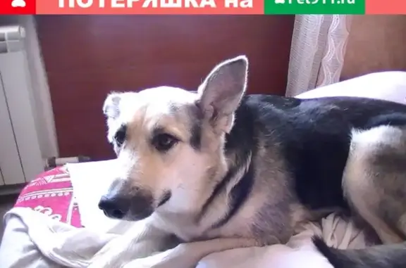 Пропала собака в Хабаровске, ул. Мате Залки 50.
